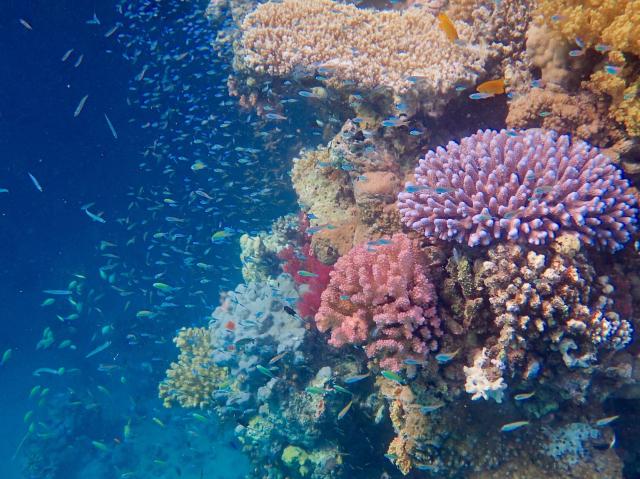 "Coral reef in the Red Sea (South Egypt near Berenice, 2019)."

Mausemarie, CC BY-SA 4.0, via Wikimedia Commons.