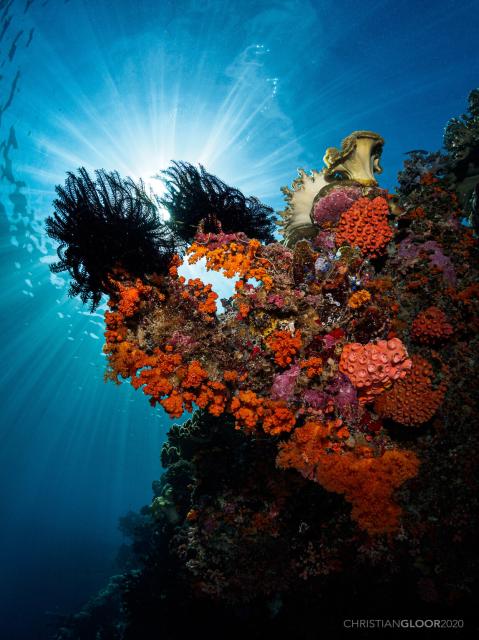 "This coral formation, found on our house reef was beautifully positioned to create a nice composition backlit by the sun."

Christian Gloor from Wakatobi Dive Resort, Indonesia, CC BY 2.0, via Wikimedia Commons.