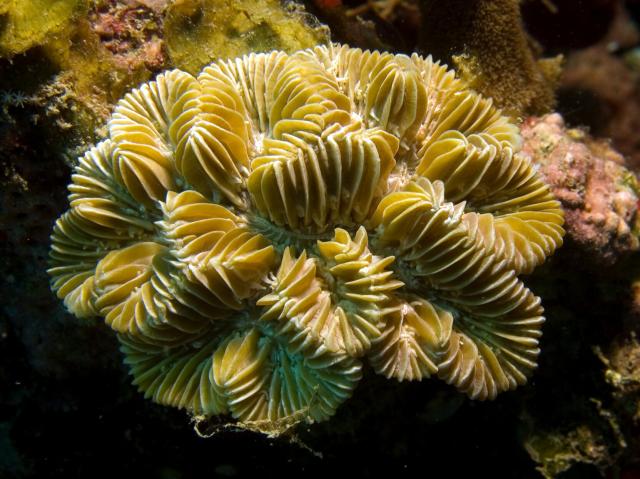 Meandrina meandrites (Maze Coral).

Nhobgood Nick Hobgood, CC BY-SA 3.0, via Wikimedia Commons.