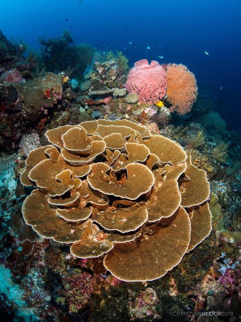 Turbinaria mesenterina, Lettuce Coral at Roma dive site.

Christian Gloor from Wakatobi Dive Resort, Indonesia, CC BY 2.0, via Wikimedia Commons or Flickr: https://flic.kr/p/2gaBDNJ