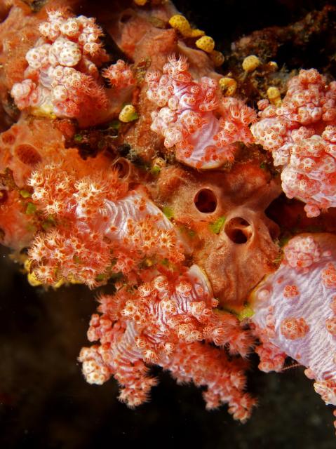 "Scleronephthya sp. (Soft tree coral)."

Nhobgood Nick Hobgood, CC BY-SA 3.0, via Wikimedia Commons.