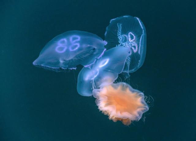"Three moon jellyfishes (Aurelia aurita) captured by a lion's mane jellyfish (Cyanea capillata) in Rågårdsdal, Lysekil Municipality, Sweden."

W.carter, CC BY-SA 4.0, via Wikimedia Commons.