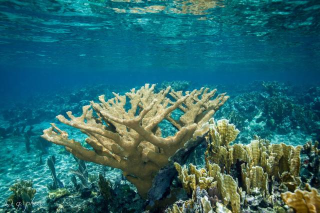 "Elkhorn Coral is Gorgeous, Jardines Aggressor, Cuba, 2017."

q phia, CC BY 2.0 via Flickr: https://flic.kr/p/ZaBNpf