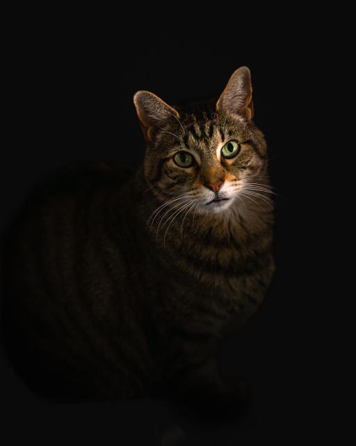 A photo of a tabby cat, brown with a white mouth, and M in the fur on the top of his forehead. Just his face is lit up, and the background fades away to black with his body fading away as well. He's looking directly at the camera.