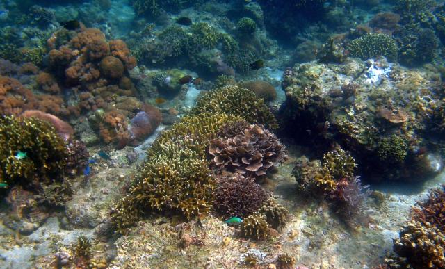 "Underwater Garden."

andre oortgijs, CC BY-SA 3.0, via Wikimedia Commons.