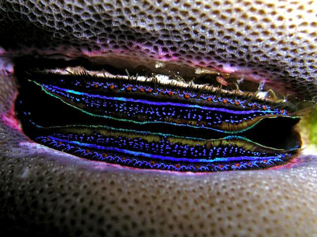 Pedum spondyloideum - coral scallop.

Nhobgood Nick Hobgood, CC BY-SA 3.0, via Wikimedia Commons.