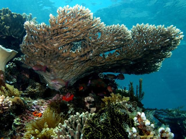 Acropora latistella (Table coral).

Nhobgood Nick Hobgood, CC BY-SA 3.0, via Wikimedia Commons.