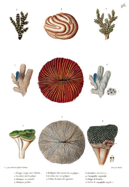 Plate 96: Corals from "Voyage Autour du Monde."

Lucien Alphonse Prévost (1799-1846), CC BY-SA 4.0, via Wikimedia Commons. Color and cropping edits.