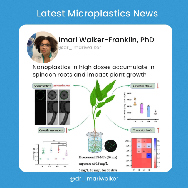 Nanoplastics in high doses accumulate on spinach roots and impact plant growth 