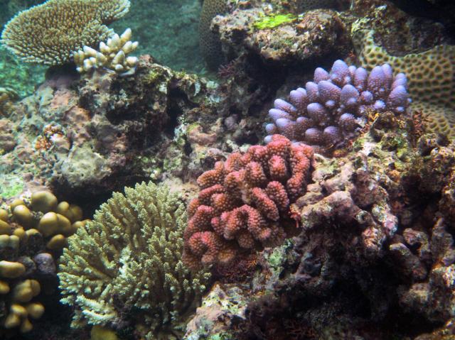 "A beautiful array of colors and varieties of coral in the Great Barrier Reef..."

Steve Evans from Citizen of the World, CC BY 2.0, via Wikimedia Commons.