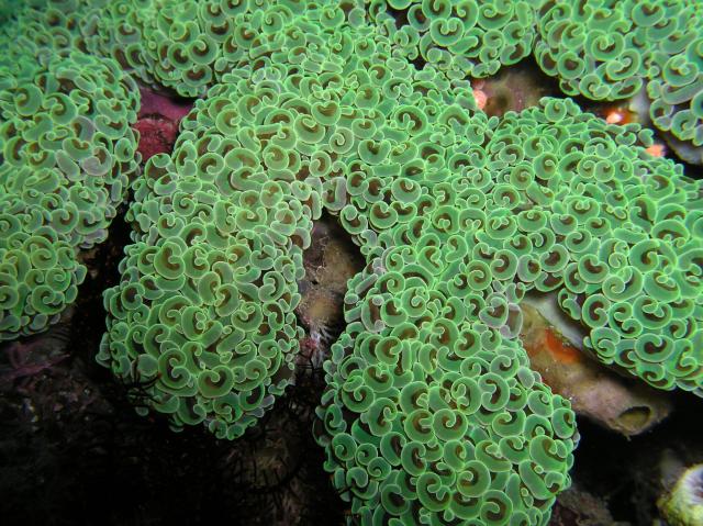 "Euphyllia ancora (Anchor bubble coral)."

Nhobgood Nick Hobgood, CC BY-SA 3.0, via Wikimedia Commons.