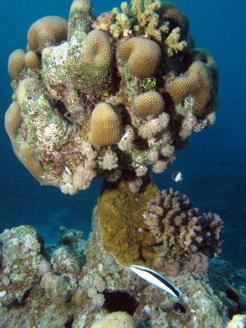 "Mushroom shaped coral formation at Sataya Reef, Red Sea, Egypt."

Derek Keats from Johannesburg, South Africa, CC BY 2.0, via Wikimedia Commons or Flickr: https://flic.kr/p/aK96LT