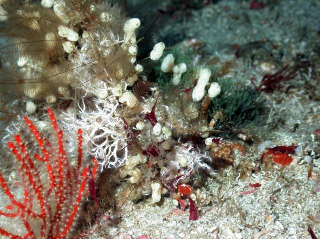 "Soft corals, colonial polychaete worms, and peanut-like lifeform on the bottom."

NOAA Photo Library, CC BY 2.0 via Flickr: https://flic.kr/p/jdbwty