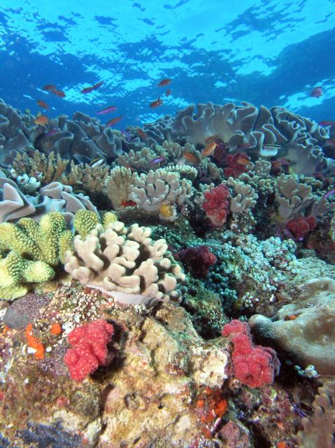 Reef scene with great diversity of coral species. Fiji. 2008.

Julie Bedford, NOAA PA., CC BY 2.0 via Flickr: https://flic.kr/p/8DaT6m