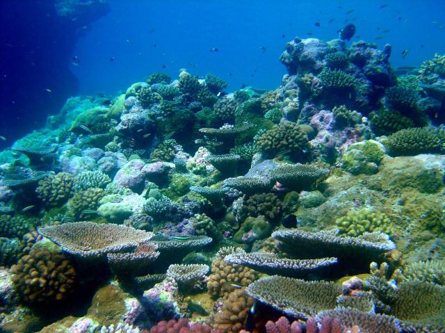 "Reef scene. Pohnpei."

David Burdick/NOAA, CC BY 2.0 via Flickr: https://flic.kr/p/8DaSN3