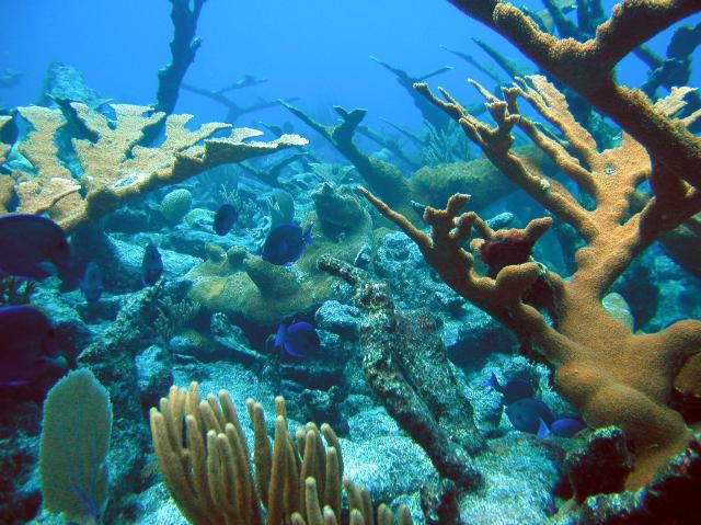 Coral Reef at St. Croix, US Virgin Islands.

NOAA, Public domain via Flickr: https://flic.kr/p/qAJAyk