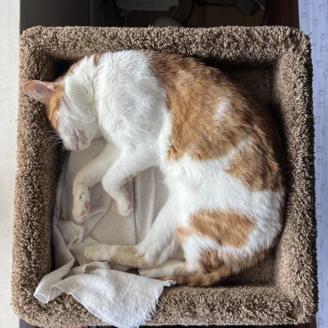orange and white cat in box of cat tree. Photo is straight down; cat is curled like. shrimp.