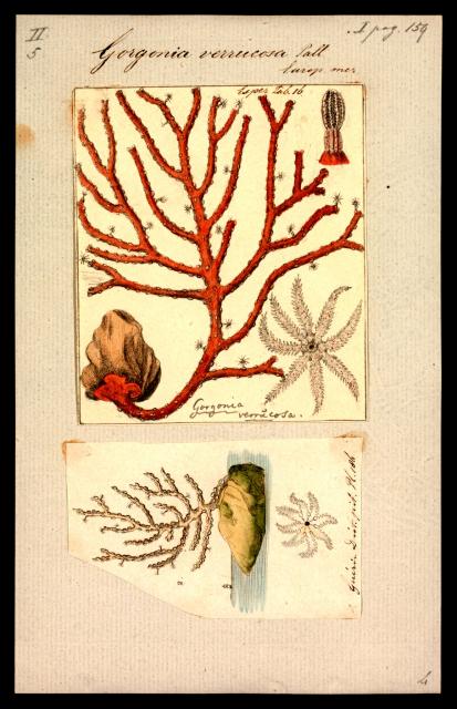 Gorgonia verrucosa from "Iconographia Zoologica."

Special Collections of the University of Amsterdam, Public domain, via Wikimedia Commons. Color edits.