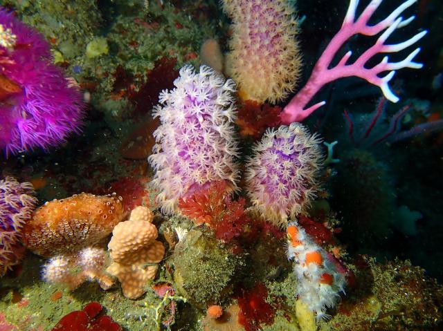 "Soft corals at Grant's Wall, Dalgleish Bank."

Peter Southwood, CC BY-SA 4.0, via Wikimedia Commons.