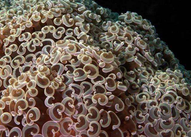 Curly Coral.

q phia, CC BY 2.0 via Flickr: https://flic.kr/p/dT7zTh 

Color edits.