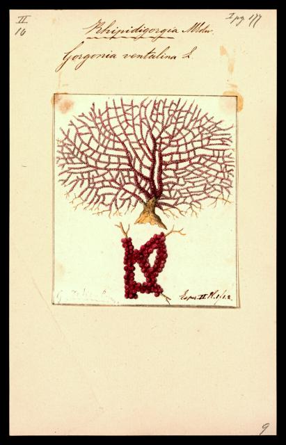 Gorgonia ventalina from "Iconographia Zoologica."

Special Collections of the University of Amsterdam, Public domain, via Wikimedia Commons. Color edits.