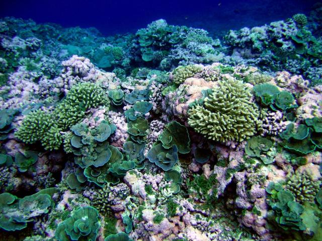 "Green and pink reef scene. American Samoa, Swains Island."

NOAA/NMFS/PIFSC/CRED, Oceanography Team., CC BY 2.0 via Flickr: https://flic.kr/p/8DaT8N