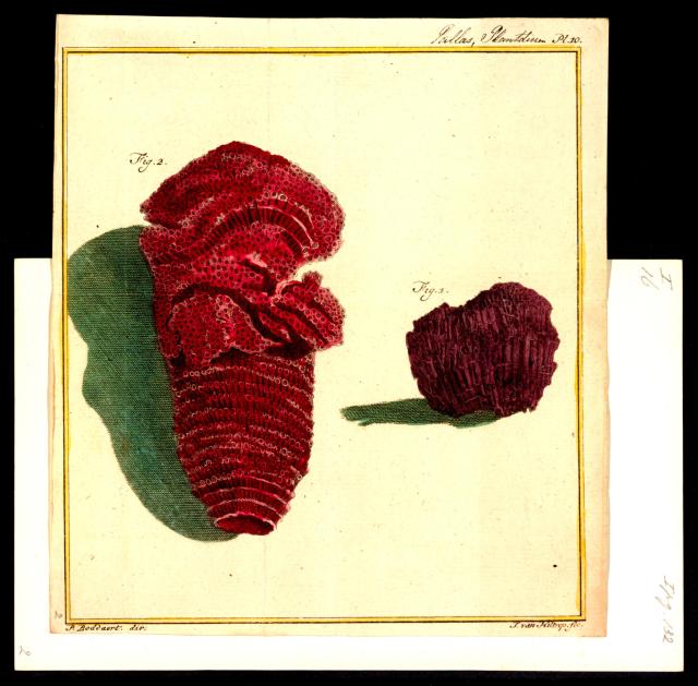 Tubipora purpurea from "Iconographia Zoologica."

Special Collections of the University of Amsterdam, Public domain, via Wikimedia Commons. Color edits.