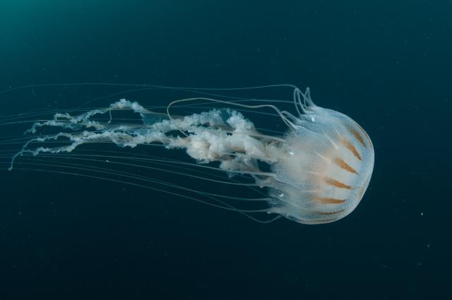 "Sea Nettle Jelly."

GP Schmahl/NOAA, Public domain via Flickr: https://flic.kr/p/H6sHWf