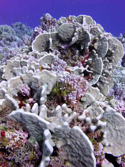 "Plates of coral as orderly as dishes in a cupboard. American Samoa, Rose Atoll."

NOAA/Jean Kenyon, CC BY 2.0 via Flickr: https://flic.kr/p/8DaSUb