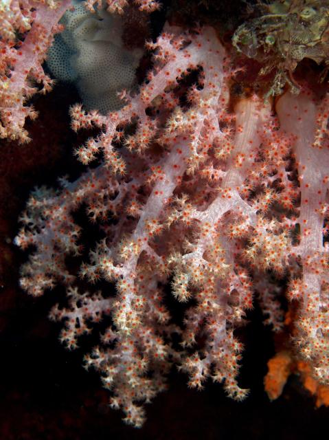 "Scleronephthya sp. soft coral found predominantly growing upside down from overhangs in rock walls."

Nhobgood Nick Hobgood, CC BY-SA 3.0, via Wikimedia Commons.