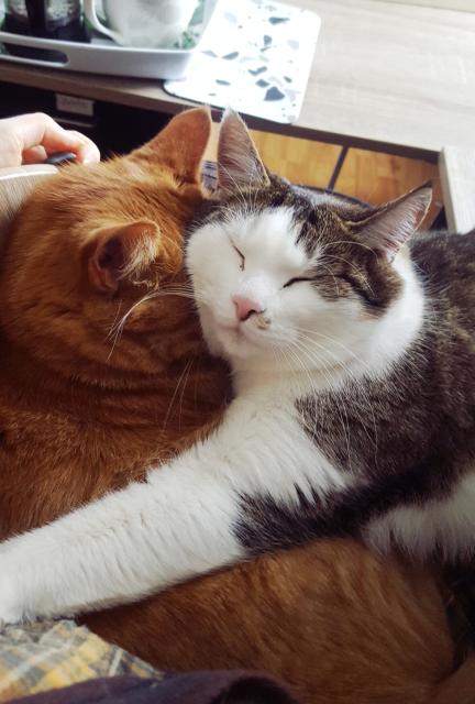 From Sini's point of view. The little face of the white and brown tabby is adorable. He has a pink nose. The ginger tabby has his brilliantly orange face tucked under the cheek of the former.