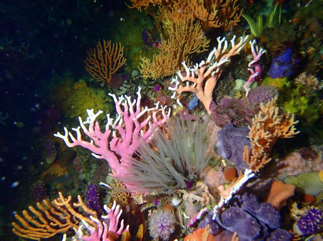 "Noble corals on the reef at Dalgleish bank near Knysna, Western Cape, South Africa."

Peter Southwood, CC BY-SA 4.0, via Wikimedia Commons.