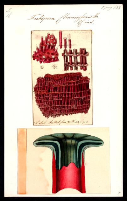 Tubipora chamissonis from "Iconographia Zoologica."

Special Collections of the University of Amsterdam, Public domain, via Wikimedia Commons. Color edits.