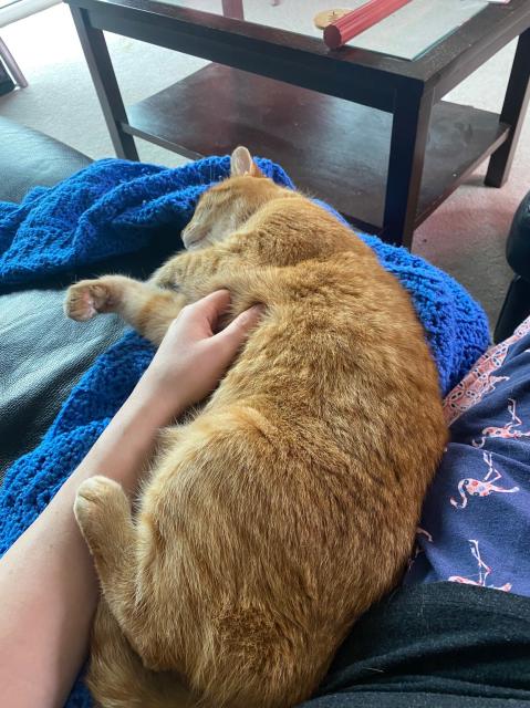 A male orange cat is sitting on a couch & afghan throw blanket, tummy floof being stroked by a woman wearing flamingo pyjama pants.