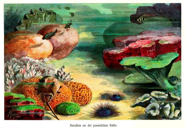 "Corals on the Javan Coast" from Brehms Tierleben.

Biodiversity Heritage Library, Public domain via Flickr: https://flic.kr/p/2m7iZHr

Color and cropping edits.