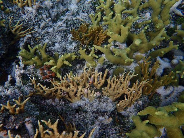 Underwater view of corals and tunicates. 

Ryan McMinds, CC BY 2.0 via Flickr: https://flic.kr/p/255iTWM