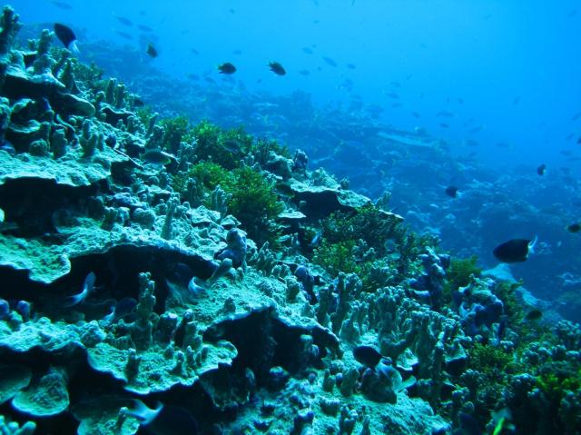 Kingman Reef.

LCDR Eric Johnson, NOAA Corps., CC BY 2.0, via Wikimedia Commons or Flickr: https://flic.kr/p/93mndK