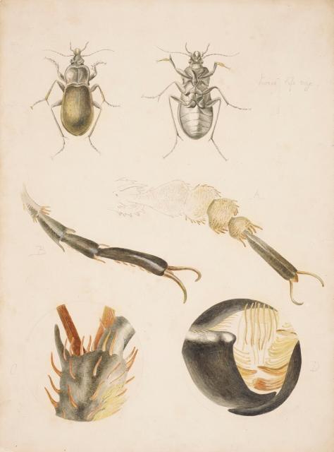 Drawings by Potter of a ground beetle, Credit: Victoria and Albert Museum, London, via Frederick Warne & Co Ltd