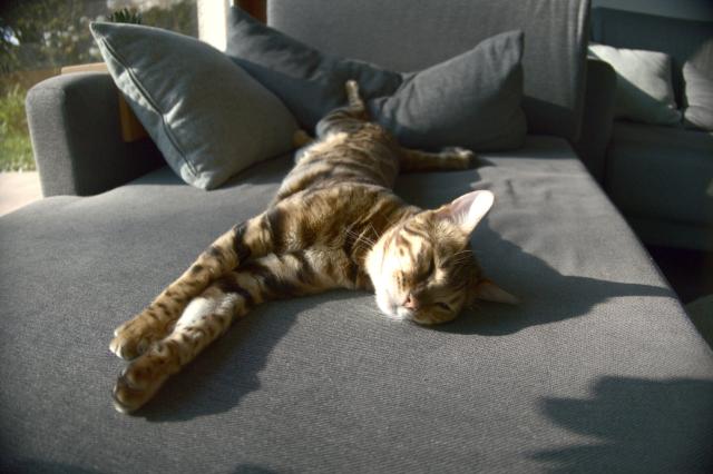 Spock the cat, relaxing on the sofa.