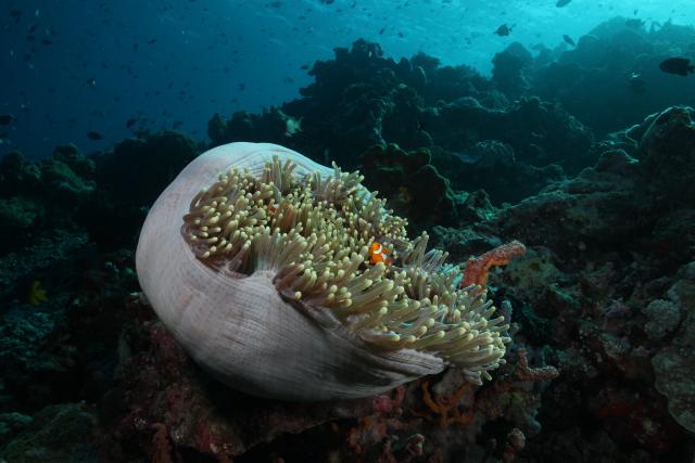 "Table Coral City, Wakatobi, 2015."

q phia, CC BY 2.0 via Flickr: https://flic.kr/p/Tb7sbN