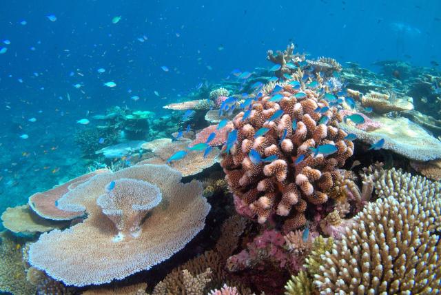 "Lodestone Reef Valentines Day 2016, Green Chromis on Coral."

Holobionics, CC BY-SA 4.0, via Wikimedia Commons.