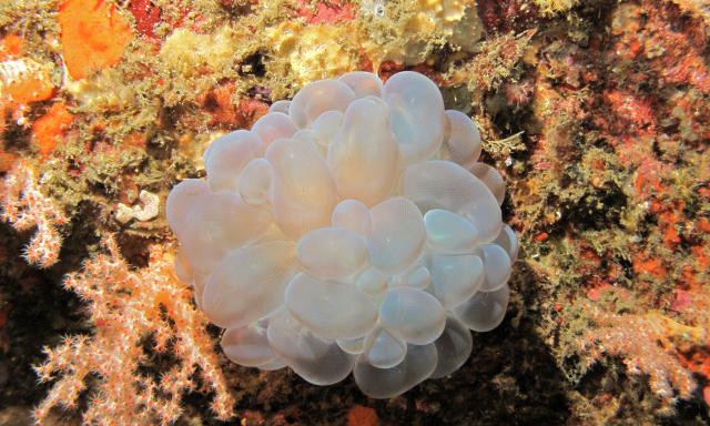 Bubble Coral (Plerogyra sinuosa).

Bernard DUPONT, CC BY-SA 2.0 via Flickr: https://flic.kr/p/dTdZRn