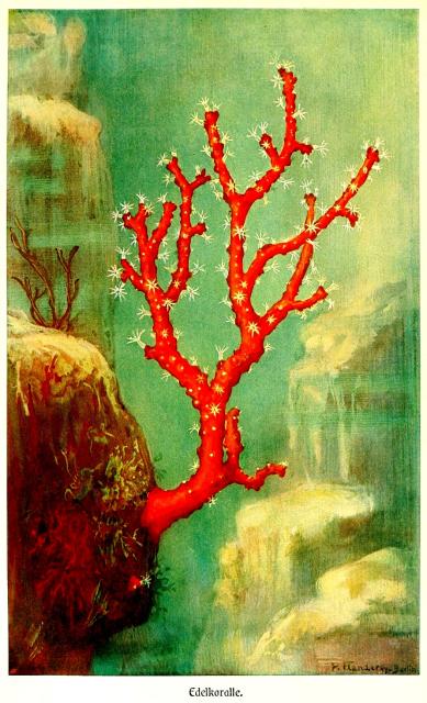 "Nobel Coral" from Brehms Tierleben.

Biodiversity Heritage Library, Public domain via Flickr: https://flic.kr/p/2m7dFwx

Color and cropping edits.