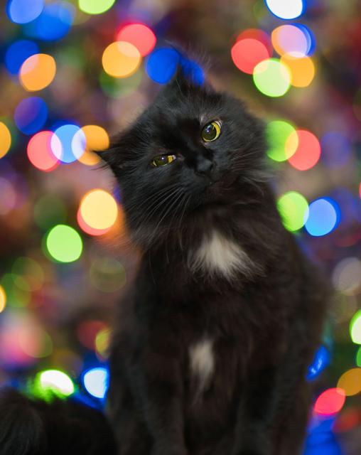 black kitty with coloured lights