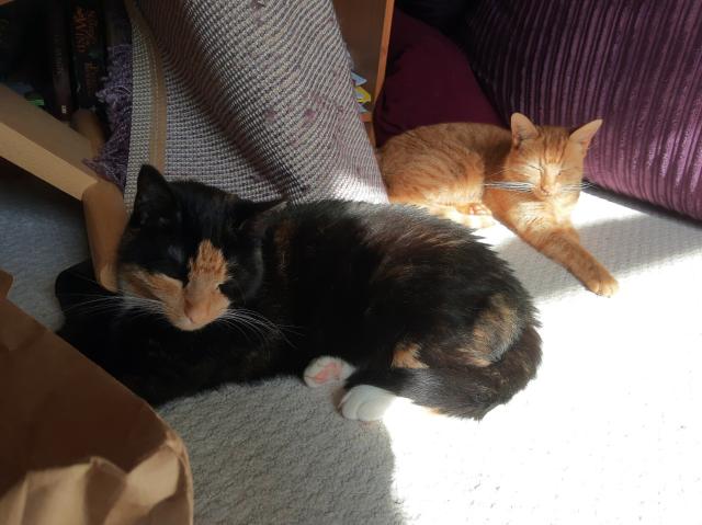 Two cats in a sunbeam on a carpet, on the left is a mostly black cat with a ginger face patch, on the right is a totally ginger cat, they both have their eyes shut