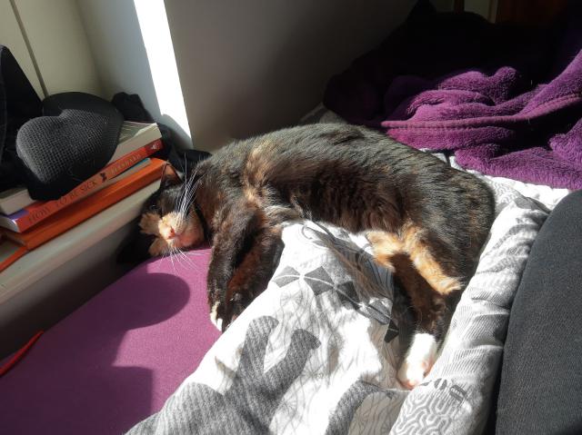 Mostly black cat sprawled on a bed in a sunbeam, her head on the left of the picture is half falling down the side and sort of wedged between the window ledge and the bed.