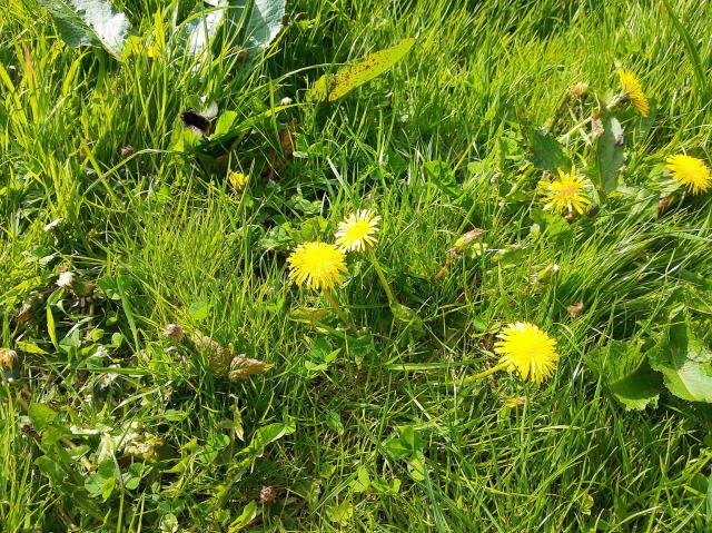 Uncut grass, in the centre are some dandelions and in the upper left of the picture is a bee flying away, its wings a blur of motion the camera couldn't capture.