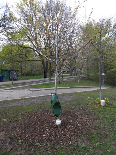 The tree dedicated to Ari, a silver maple sapling near the south end of the park off-leash area.