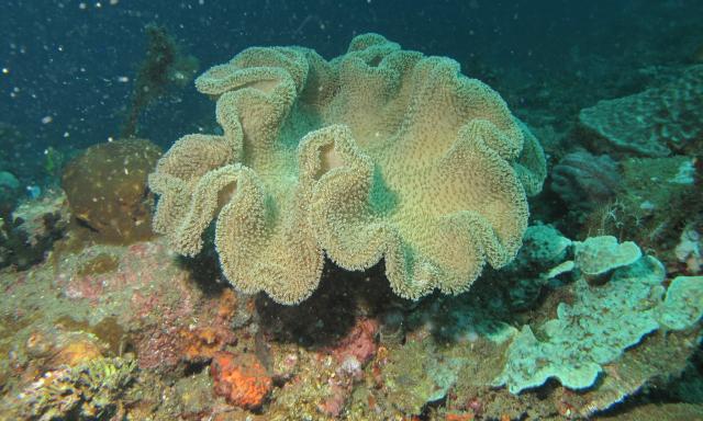 "Toadstool Leather Coral (Sarcophyton sp.)."

Bernard DUPONT, CC BY-SA 2.0 via Flickr: https://flic.kr/p/dTbbog