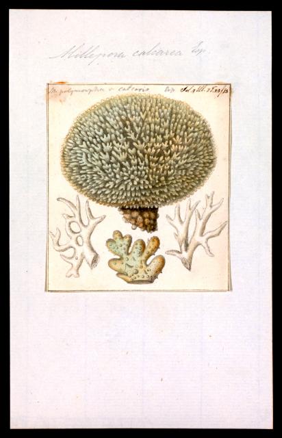 Millepora calcarea from "Iconographia Zoologica."

Special Collections of the University of Amsterdam, Public domain, via Wikimedia Commons. Color edits.
